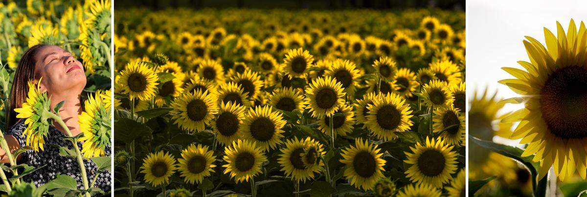 The sunflowers at Raleigh’s Dix Park brought a much-needed patch of color to the area. The flowers bloomed early after several days of heavy rain in the area.