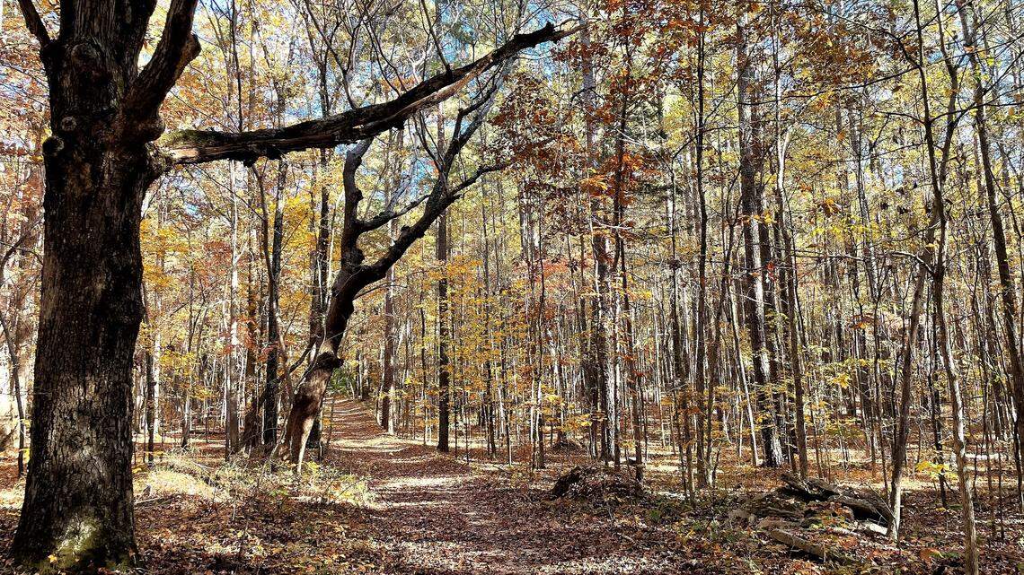 Votes on Orange County woodland called 1st step to right ‘a grievous wrong’