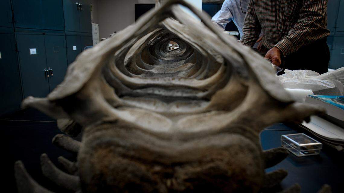 The whales have been extinct for 300 years or more, officials said.