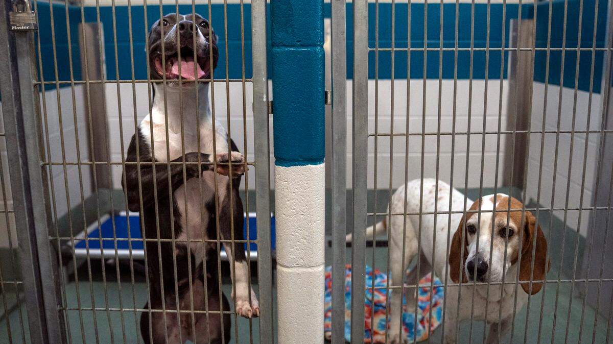 Two dogs photographed earlier this year at the needs homes for more than 100 adoptable dogs and cats at risk of euthanasia. How to help + resources.