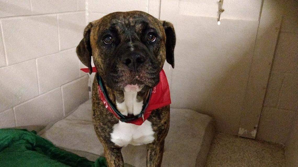 Bayne, a dog at the Carteret County Humane Society.