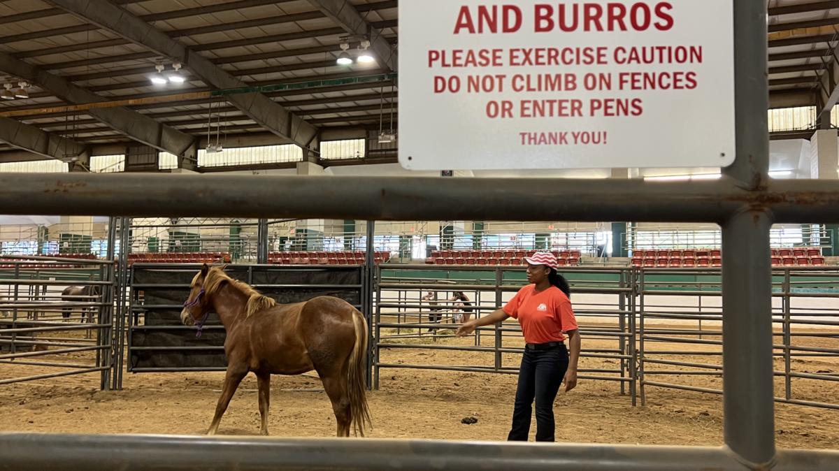 Emily Harris, a horse trainer, works with Wild Horse No. 2392 at a “Wild Horse and Burro” adoption event in the Governor James B. Hunt, Jr. Horse Complex, west of downtown Raleigh, on Saturday, Aug. 19.