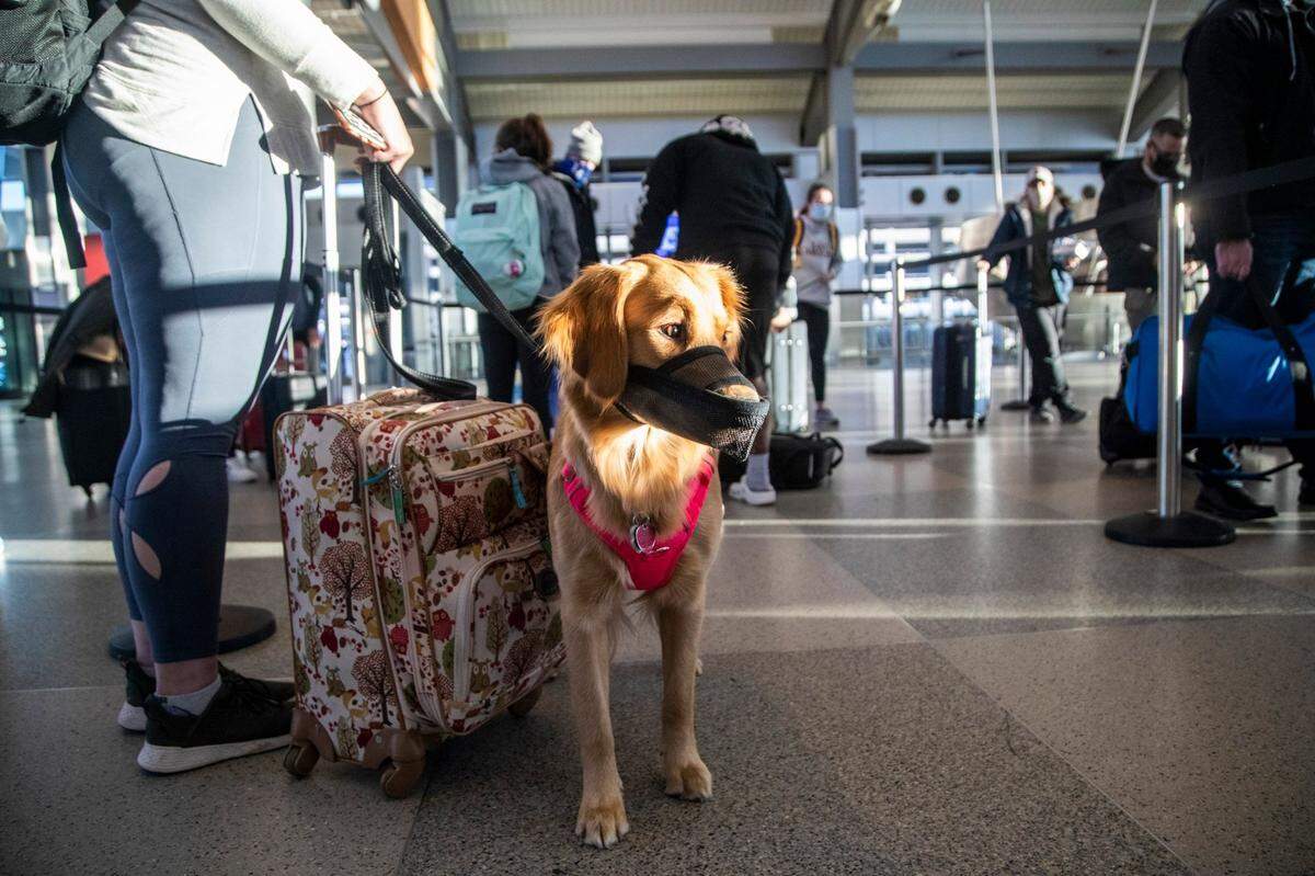 Kennedy Wright waits in a baggage check line with her dog Remy in Terminal 2 at Raleigh-Durham International Airport in Morrisville. Airports have seen an increase in travelers as the holidays approach.