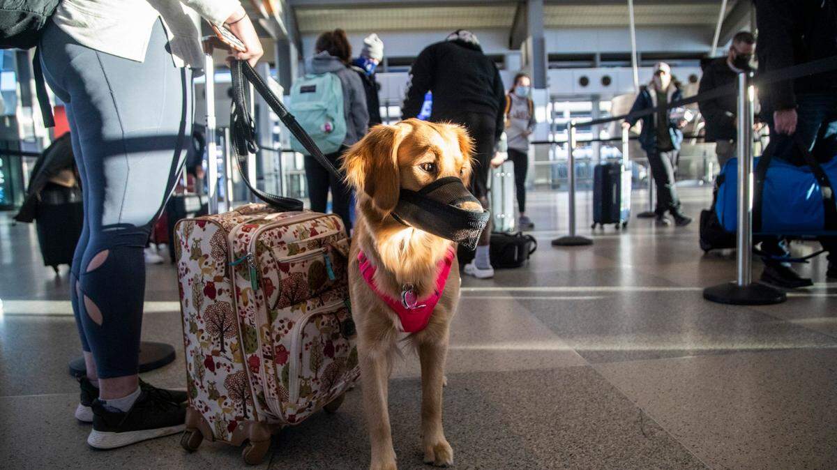 Kennedy Wright waits in a baggage check line with her dog Remy in Terminal 2 at Raleigh-Durham International Airport. RDU will open bathrooms for pets and service animals in both terminals next year.