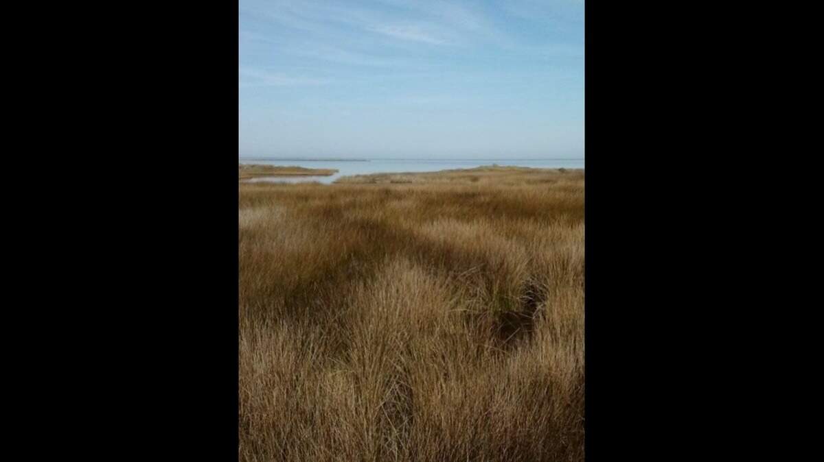 The wild horses roaming North Carolina’s Outer Banks are known to hide their foals for weeks and even months in the marshes.