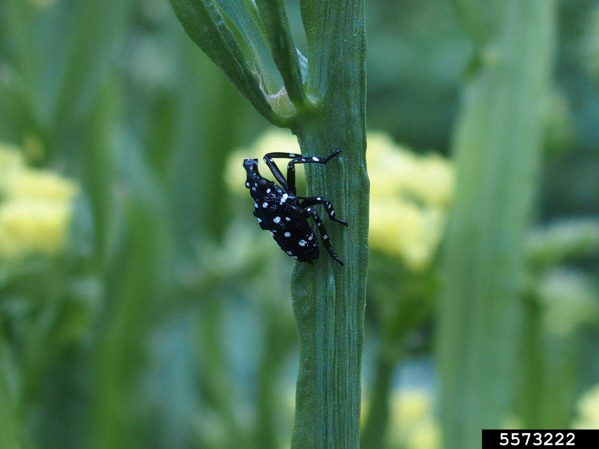A spotted lanternfly in the young nymph stage.