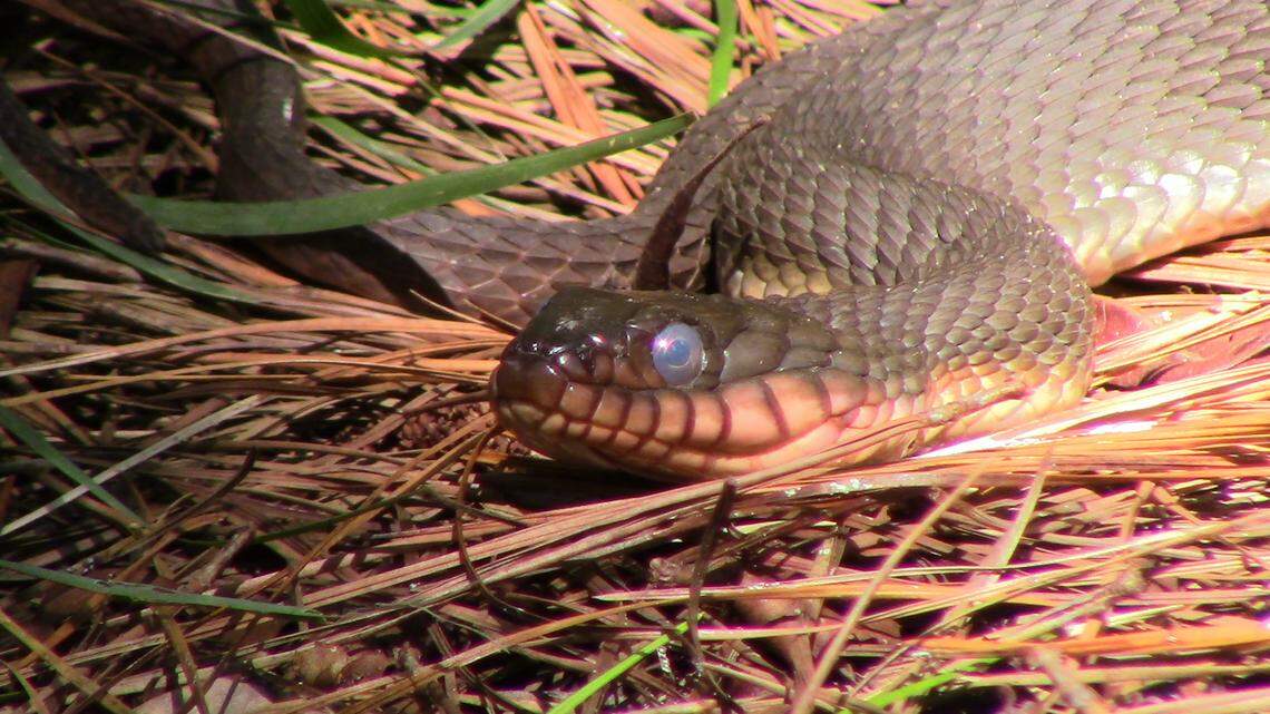 Not only cottonmouths, but other snakes, such as this harmless red-bellied watersnake (Nerodia erythrogaster) might have bluish eyes as well. All snakes shed their skins.