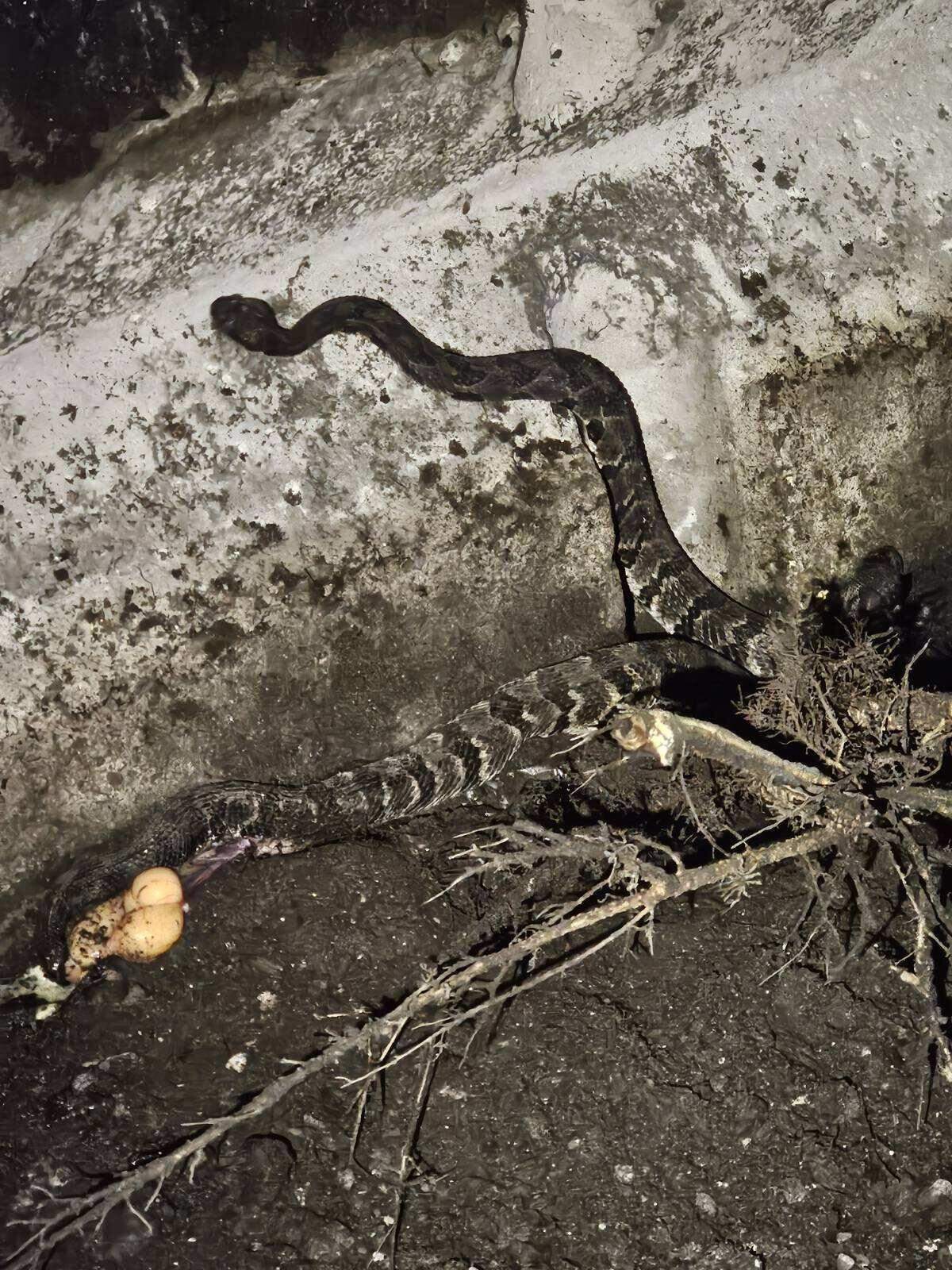 A timber rattlesnake along Interstate 40 in the Pigeon River Gorge. An N.C. Department of Transportation roadside assistance driver encountered the snake after responding to a crash in the Pigeon River Gorge near the Tennessee state line earlier this year.