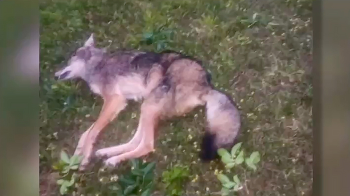 A man was taken to the hospital after Roxboro authorities said he was bitten multiple times by a coyote.