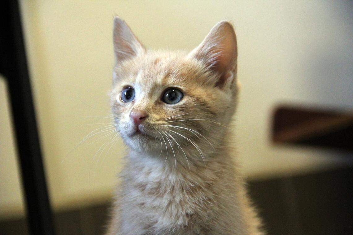 Shelters are encouraging people to foster orphaned cats during the pandemic.