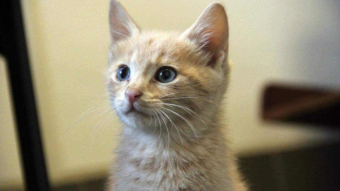 Eight people and two animals were exposed to a rabid kitten in South Carolina, the state Department of Public Health confirmed in a news release.