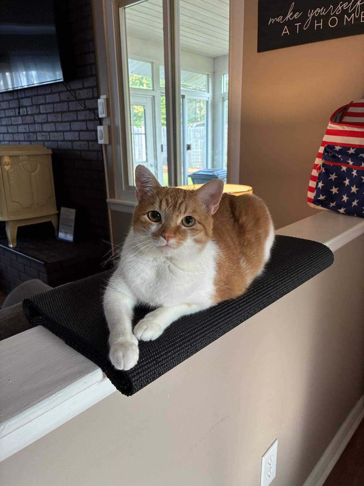 Marmalade, the winner of The News & Observer’s cutest cat contest.