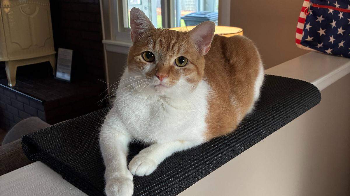 Marmalade, the winner of The News & Observer’s cutest cat contest.