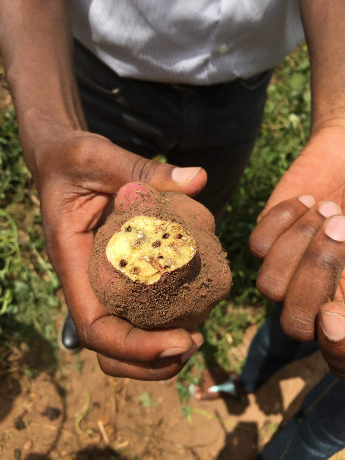 A sweet potato in Uganda infected by sweet potato weevils. 