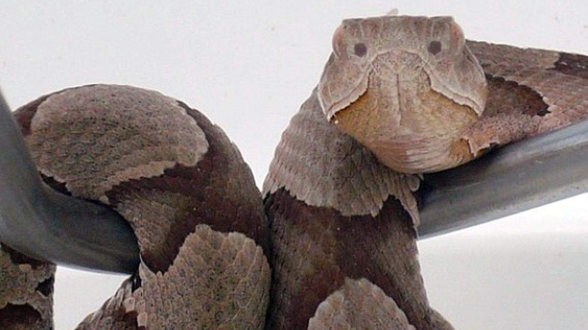 Copperheads are typically born in the late summer and early fall. The venomous snake is found throughout Kentucky.