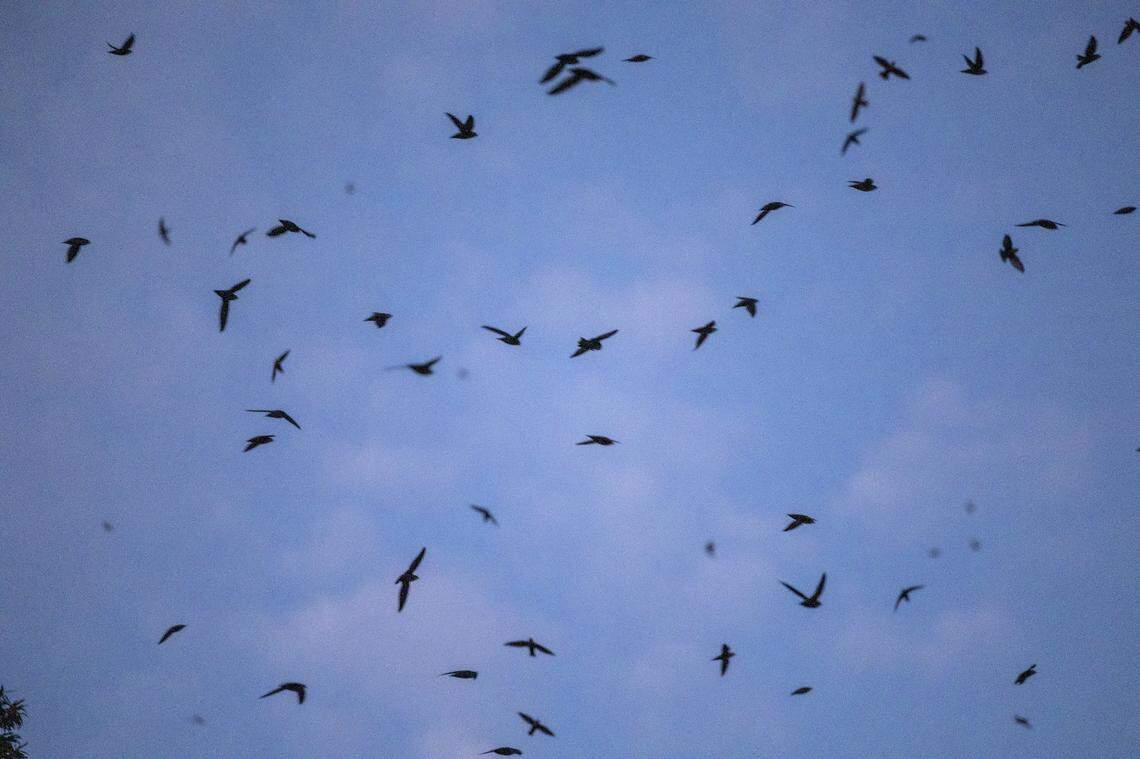 Chimney swifts, which are migratory, circle above McCorkle Place on UNC-Chapel Hill’s campus before roosting inside a cavity in the iconic Davie Poplar tree.