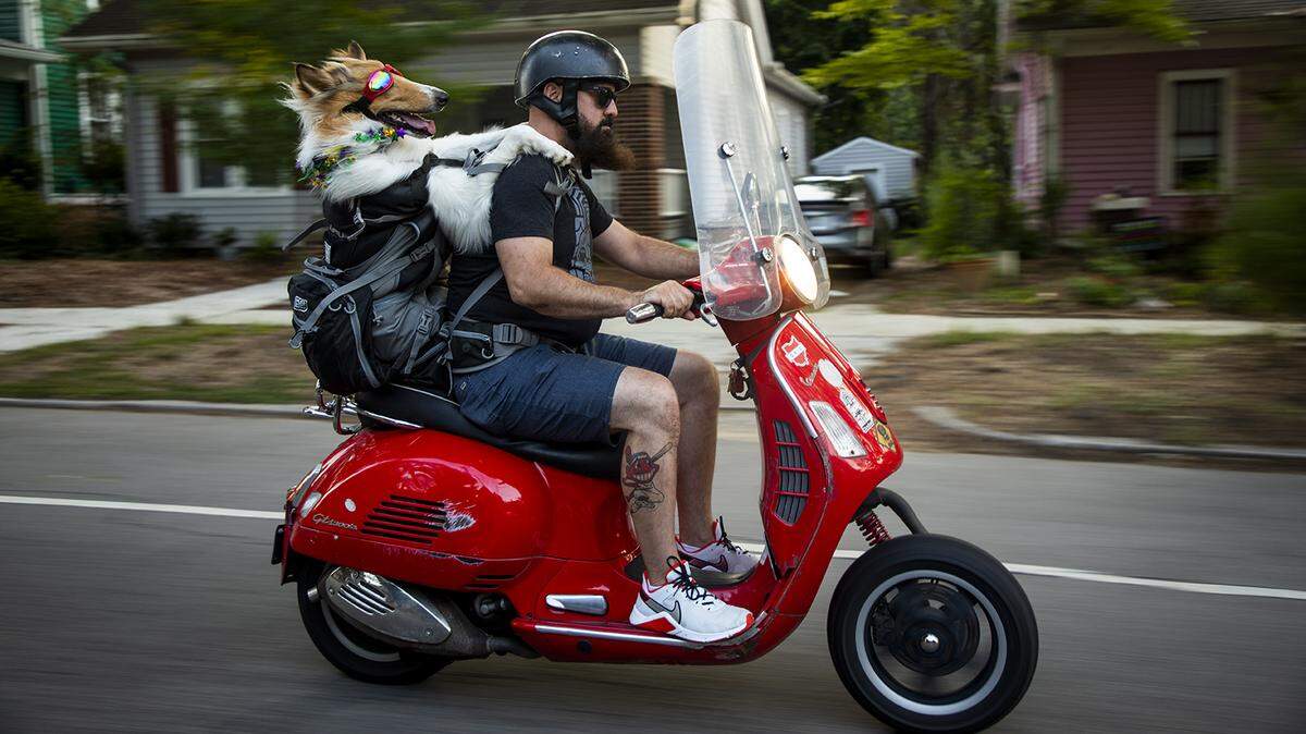 A collie named Miss Betty White rides on the back of a Vespa in a backpack with her owner Dave Cunningham, on Thursday, July 22, 2021, in Durham, N.C.