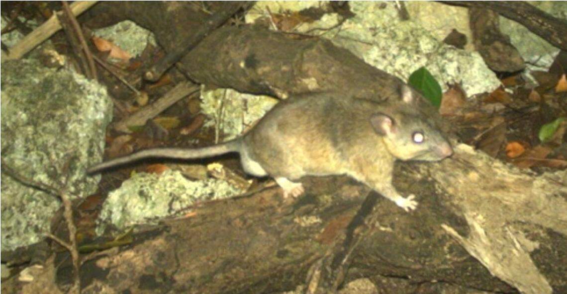 The eastern woodrat is native to NC. It’s an important seed disperser and ecosystem engineer that compiles sticks to create nests that help cycle nutrients and create habitat for other species in forested ecosystems, said rodent expert Michael Cove.