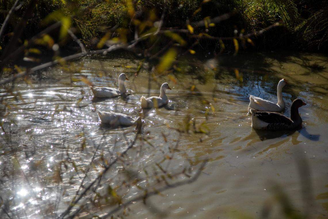 Ducks and geese swim in a pond at Piedmont Farm Animal Refuge in Pittsboro.