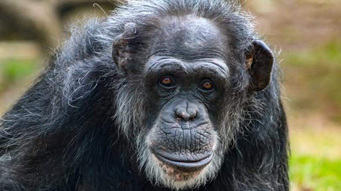 Tammy the chimpanzee, oldest animal at the NC Zoo, has died.