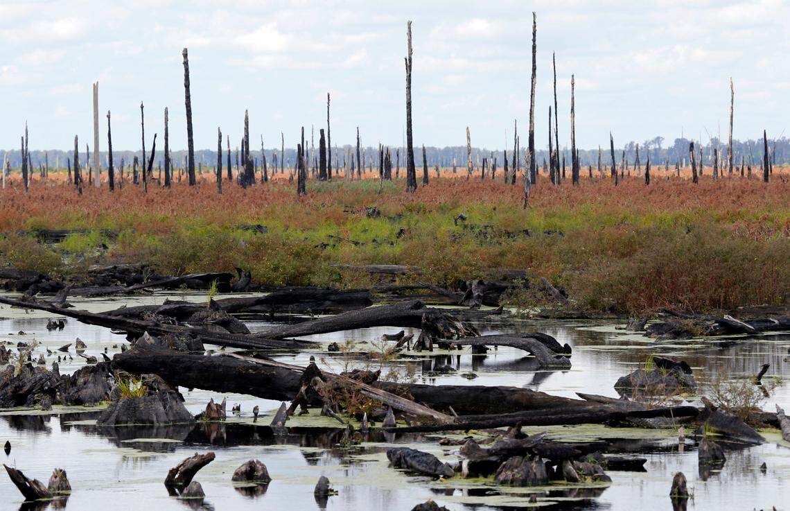 In this Wednesday, Sept. 13, 2017 photo, burned-out stumps of white cypress trees are reflected in the waters of the Great Dismal Swamp in Corapeake, N.C. Researchers believe that as part of the Underground Railroad, hundreds to thousands of escaped slaves lived in “maroon colonies” beginning in the mid-1700s.