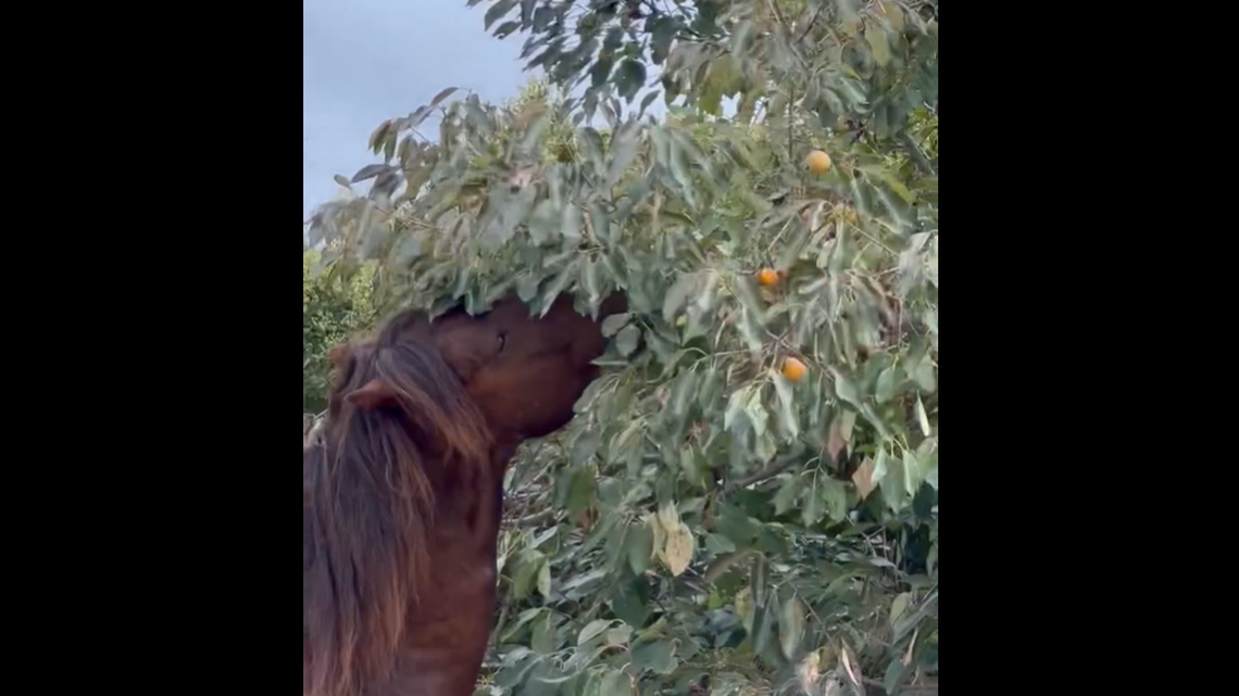 This wild horse is enjoying a fall tradition on the Outer Banks: Eating “sticky sweet” persimmons from the trees.