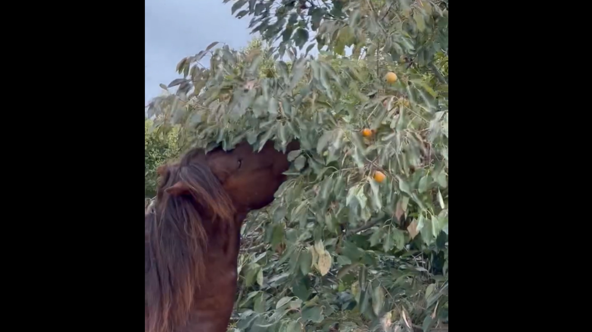 This wild horses is enjoying a fall tradition on the Outer Banks: Eating “sticky sweet” persimmons from the trees.