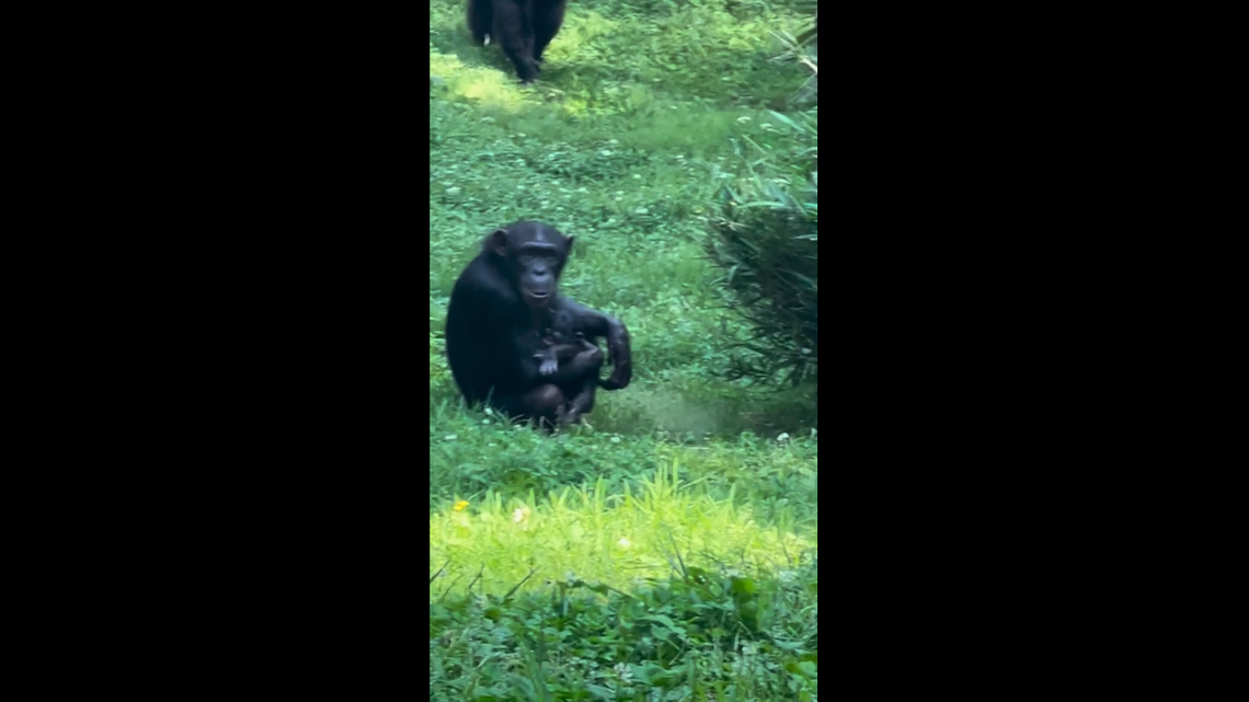 The baby chimp was born in front of visitors at the wildlife center.