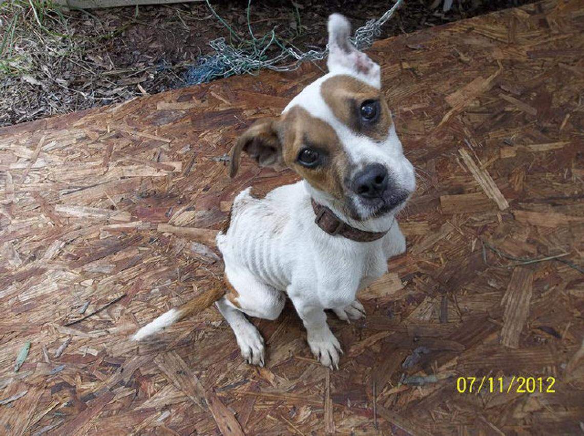 Remy, a pit bull boxer mix, is available for adoption at the Animal Protection Society of Durham after her former owner pleaded guilty to misdemeanor animal abuse.