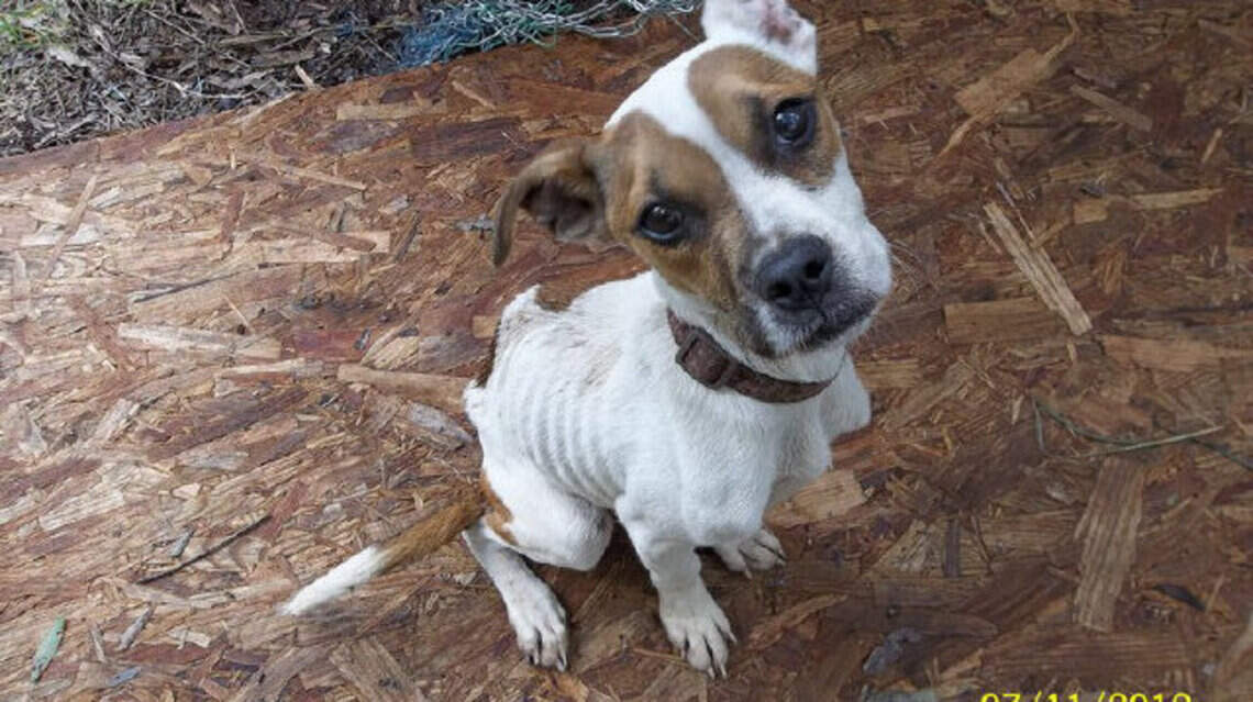 Suspect an animal is being abused or neglected? Here’s what you should do.