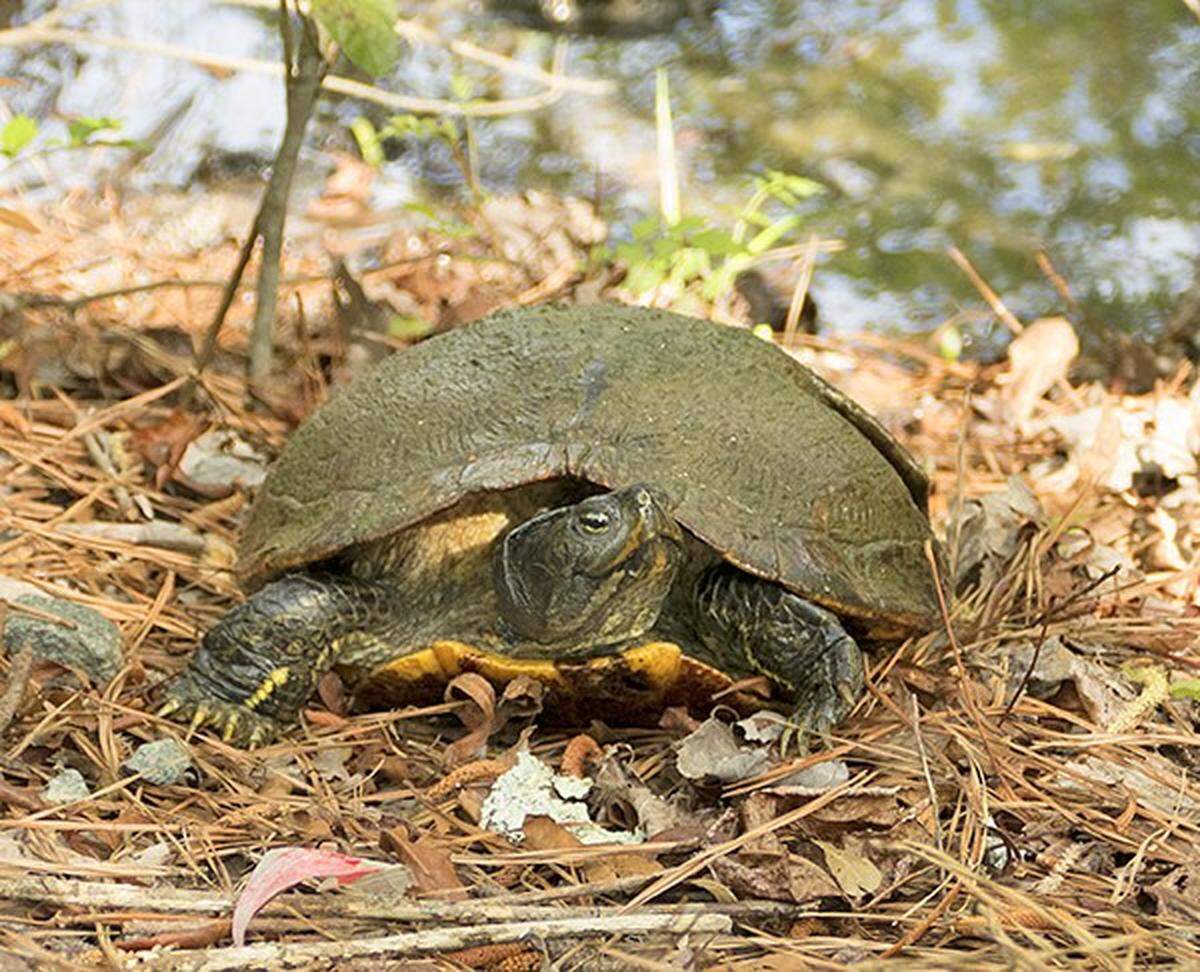 Chip the Turtle traversing a trail in the park in search of a nesting site.