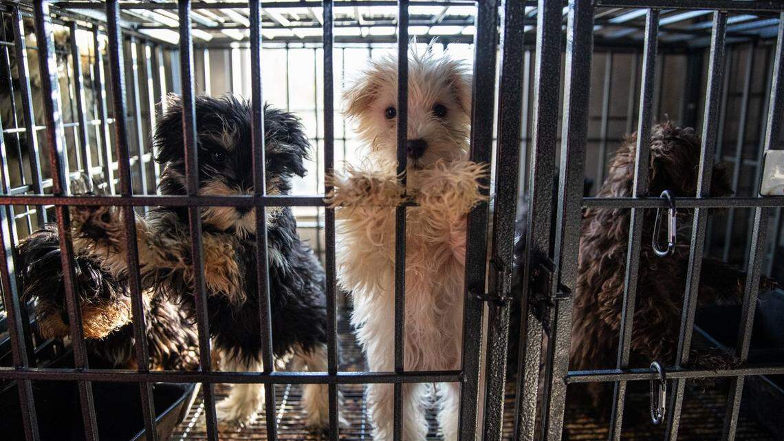 The Chatham County Sheriff’s Office, BISSELL Pet Foundation, and Animal Rescue Corps rescued more than 150 dogs from an alleged puppy mill.