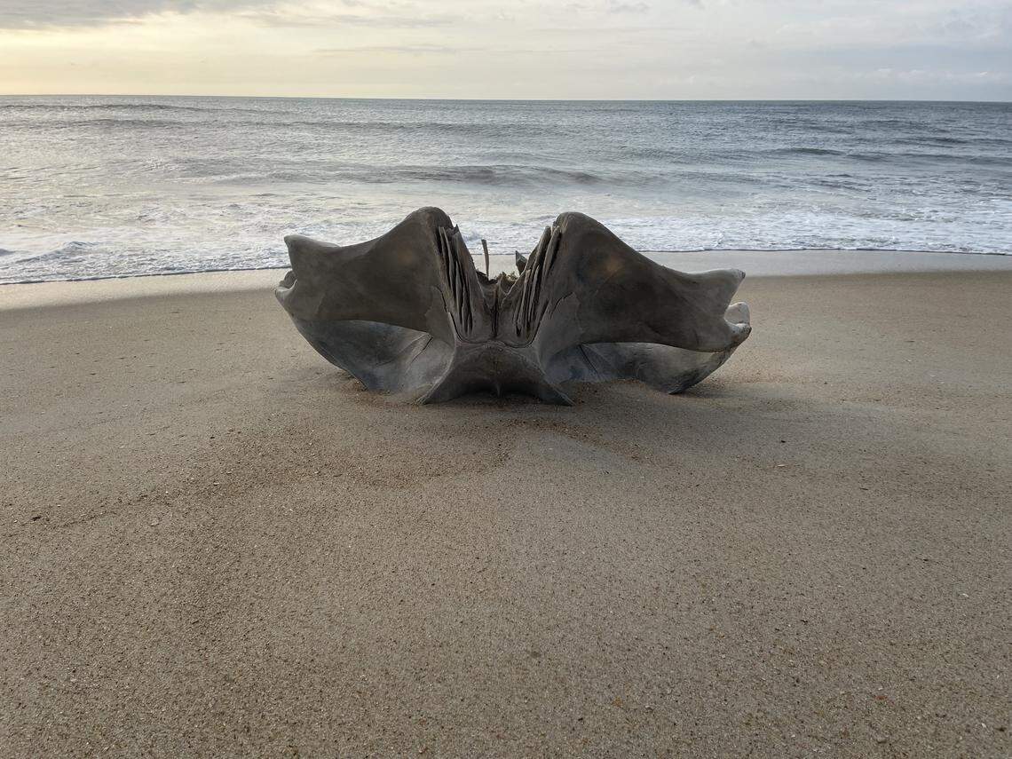 This large skull washed ashore on Hatteras island and the National Park Service has identified it as a humpback whale skull.
