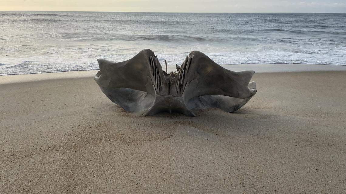 This large skull fragment washed ashore on Hatteras island and the National Park Service has identified it as a humpback whale skull.