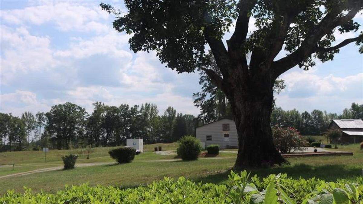 An oak tree over a century old overlooks 125 acres of Hughes family land on Pine Knot Farms.