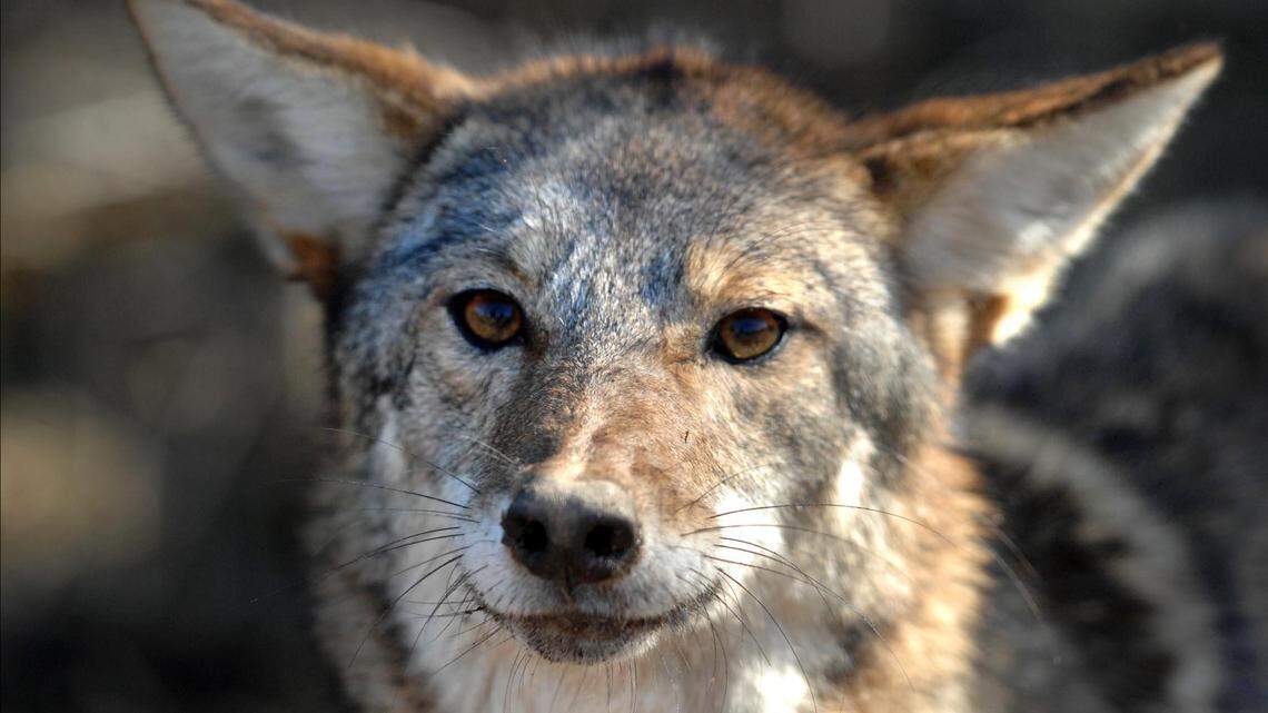 A coyote stands at the edge of a pasture after being caught in a trap in Belmont, N.C. in 2013.