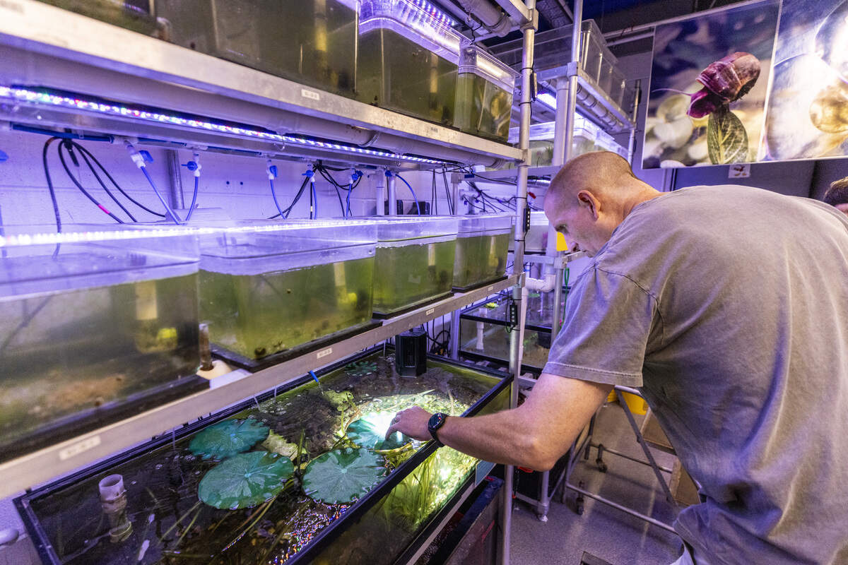 Chris Eads, assistant director and facility manager at the Yates Mill Aquatic Conservation Center in Raleigh, tends aquariums containing endangered magnificent ramshorn snails Wednesday, July 15, 2026. The center specializes in propagating endangered species native to North Carolina.