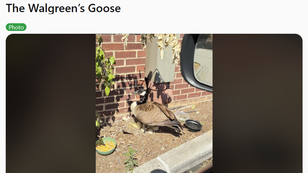 A Raleigh subreddit post brings attention to a goose nesting in a Walgreen’s parking lot of Falls of Neuse Road.