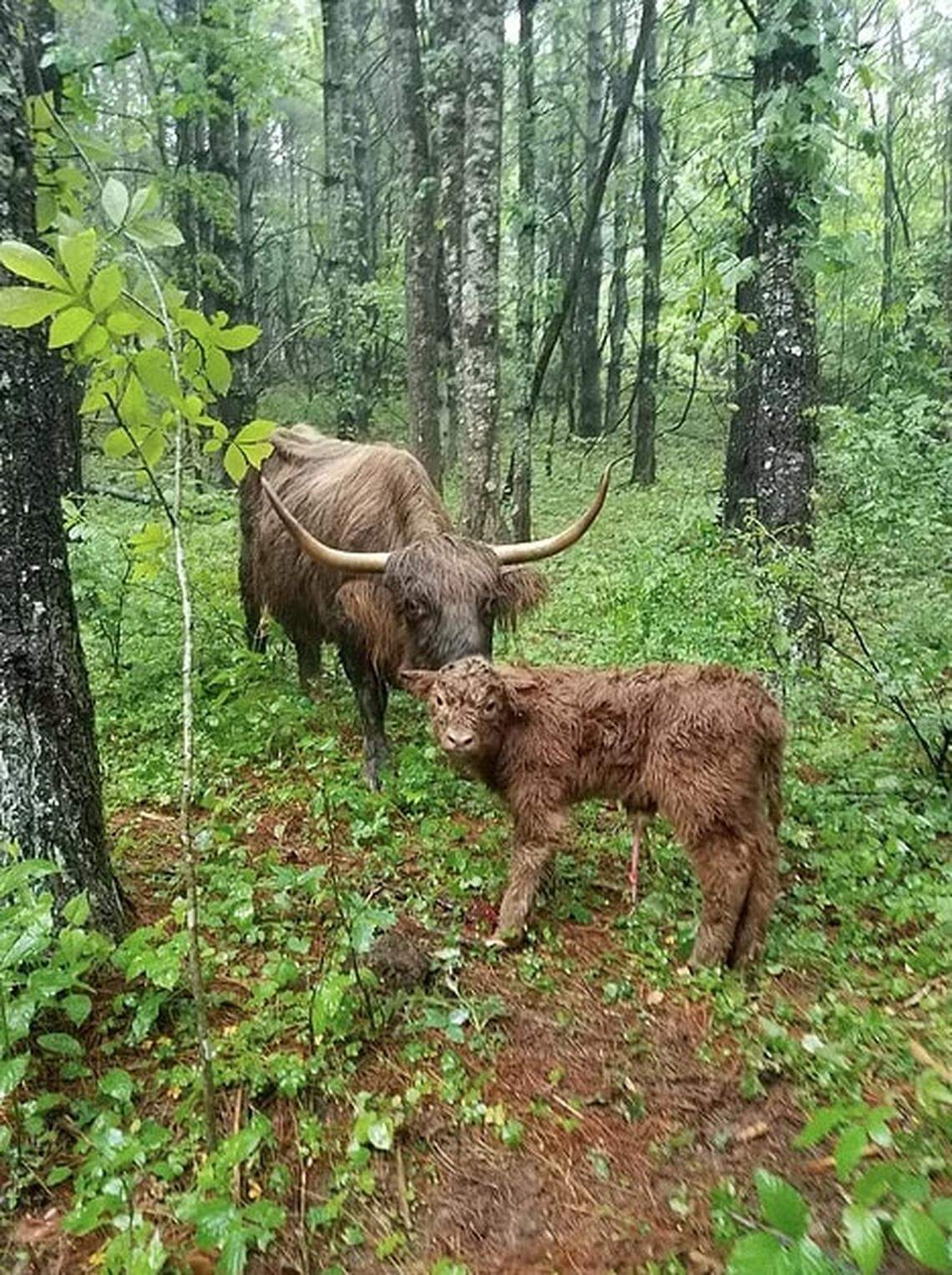 Baby James the highland cow and his mother.