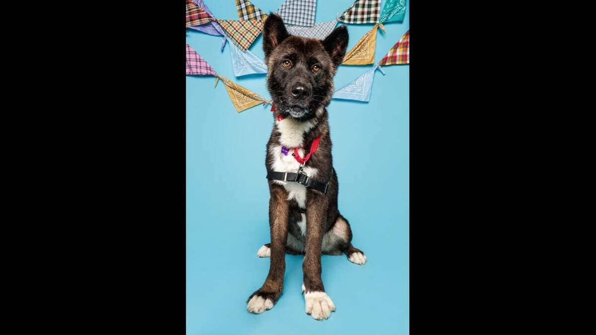 Paolo, 6, has been at APS of Durham since April 6. Staff describe him as a curious dog who loves neck scratches.