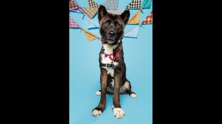 Durham’s longest-waiting shelter dog is still waiting for a forever home. Here’s why.