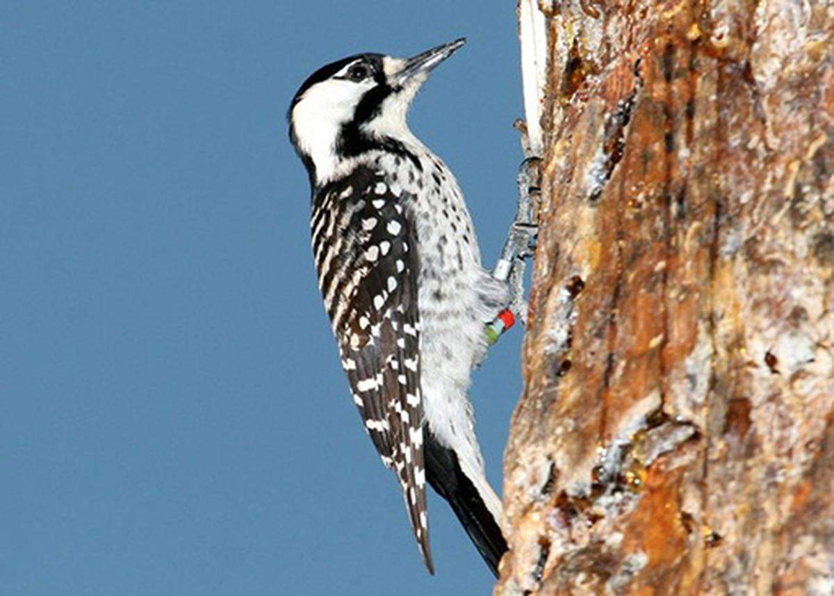 Red-cockaded woodpeckers prefer to build their cavities in longleaf pines. The bird is a federally protected threatened species, but populations have begun to rebound.