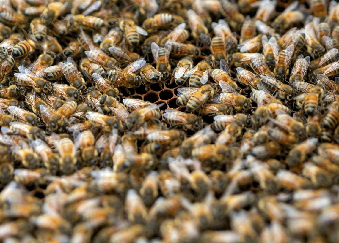 Honey bees cover a frame in a hive maintained by Bee Downtown, founded by Leigh-Kathryn Bonner, during a hive check at Panther Creek Farm Wednesday, Jun. 12, 2019, in Durham, NC.