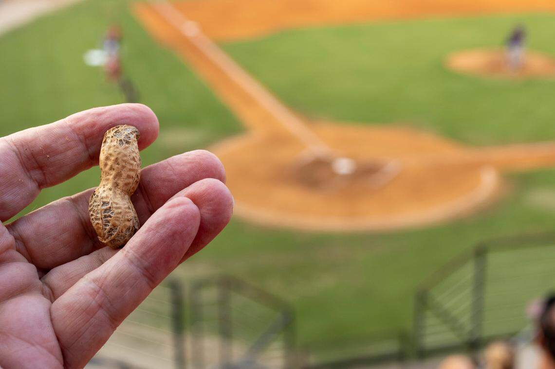 The relationship between baseball and peanuts dates to 1895. They are sold in most major and minor league baseball parks including Five County Stadium in Zebulon, N.C. Hampton Farms of Severn, N.C. supplies the Carolina Mudcats.