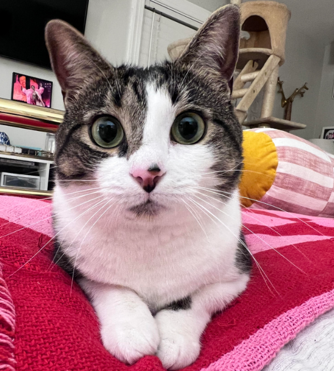 Winnie, one of the finalists in the News & Observer’s cutest cat contest.