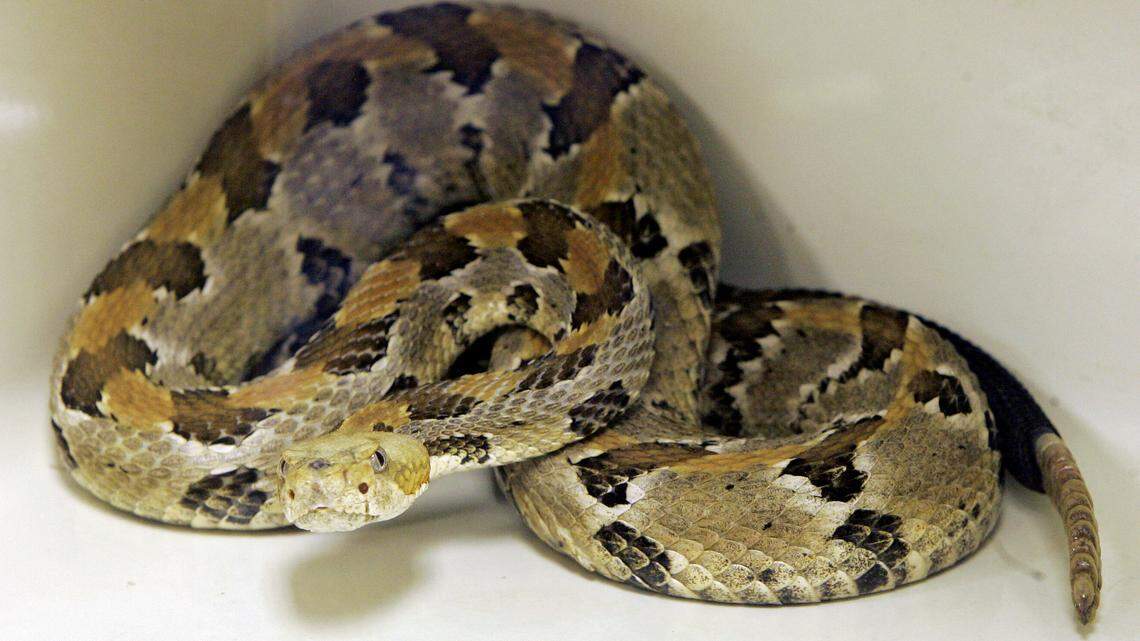 Timber rattlesnakes are not native to Arizona, but one was found at a Phoenix warehouse. The species is found in the eastern half of the country, experts say.