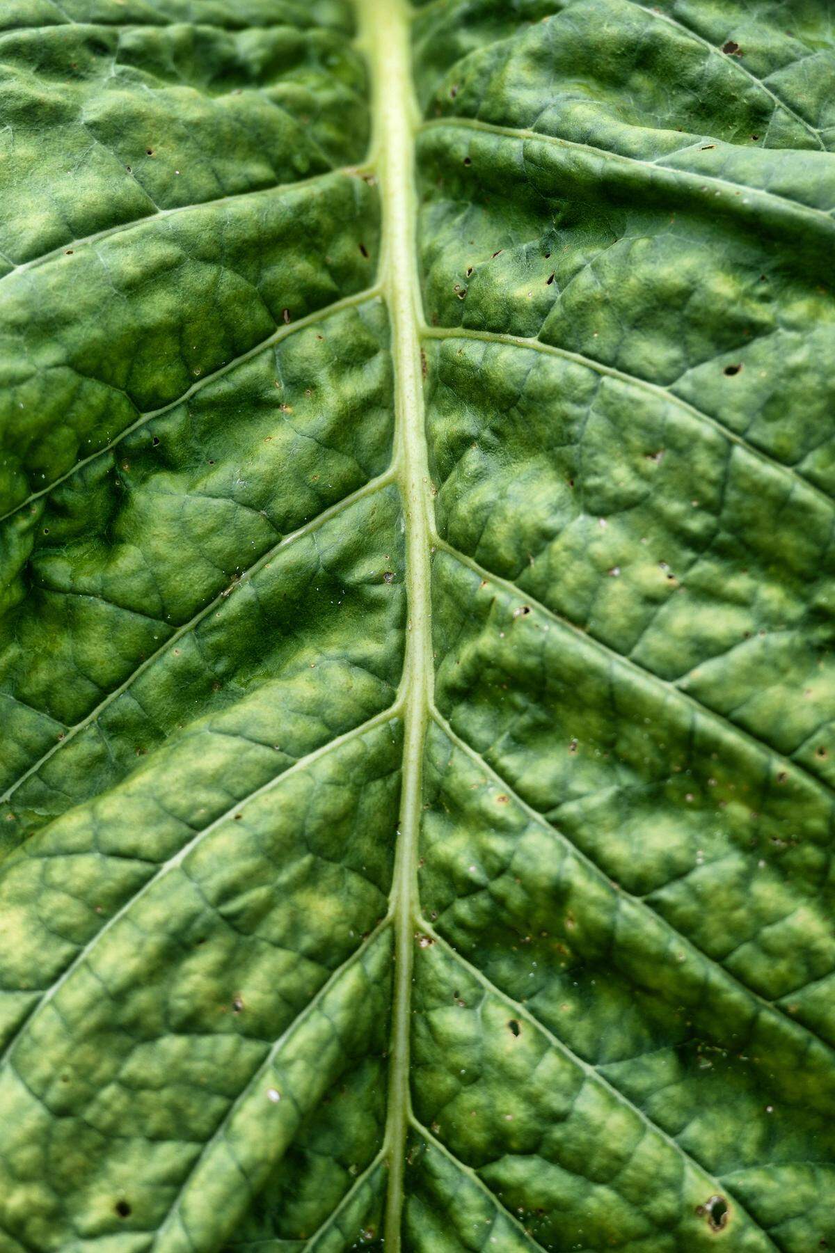 Detail of tobacco leaf photographed in eastern Wake County in 2020.