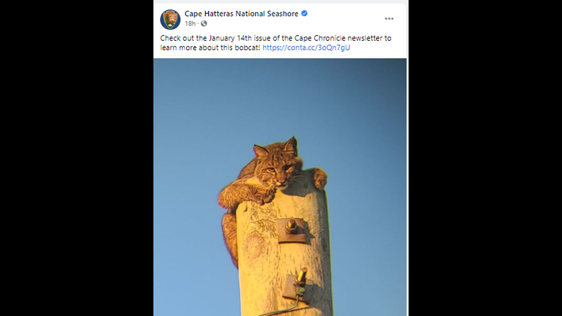 A bobcat was photographed atop a utility pole on Bodie Island, proving the shy creatures live on North Carolina’s Outer Banks.