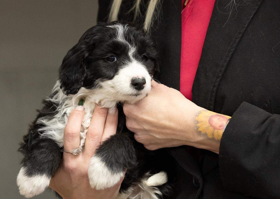 Jacklyn Barefoot, owner of Petopia, holds an eight-week-old Aussiedoodle puppy at her store in downtown Raleigh, N.C. on Tuesday, Jan. 14, 2025.