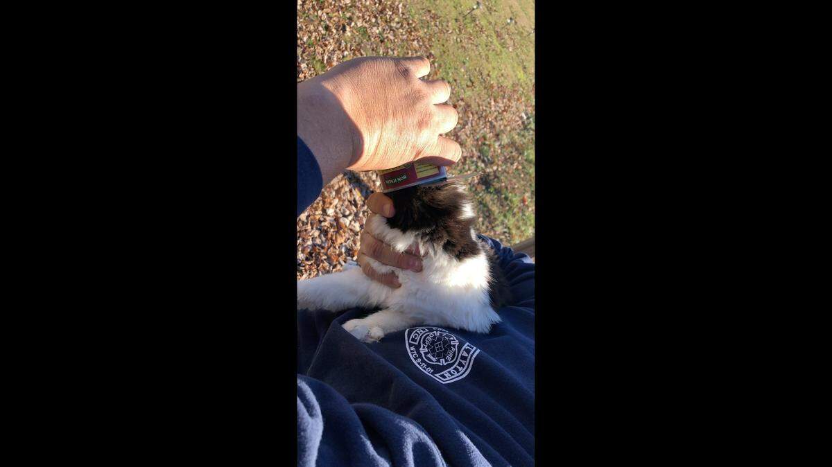 A cat’s head was stuck in a Chef Boyardee can, North Carolina officials say.